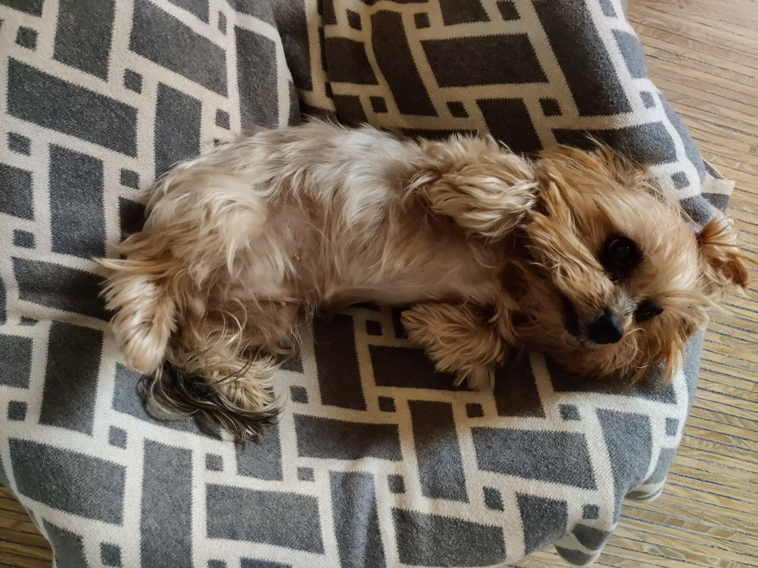 Dasha the adorable Yorkie